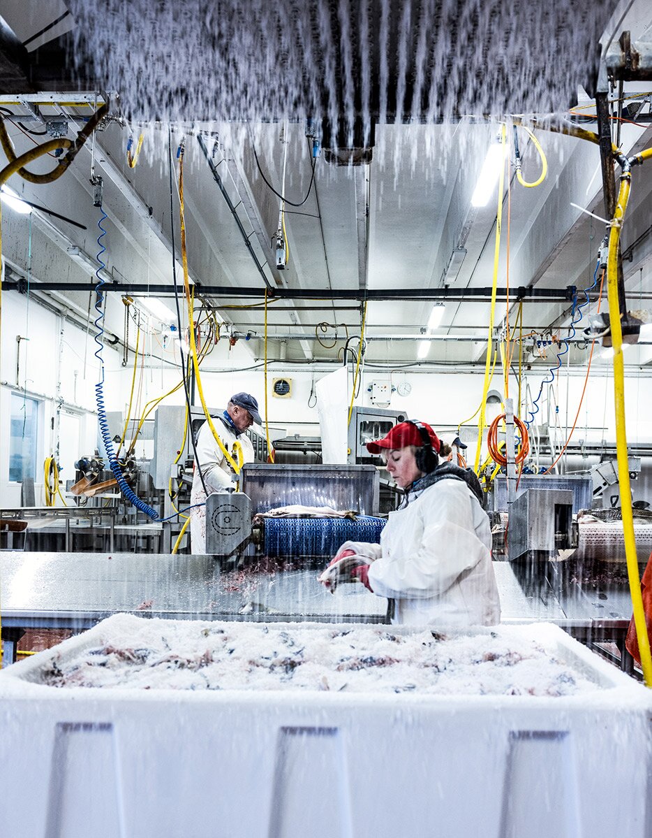 Produção de Bacalhau da Noruega