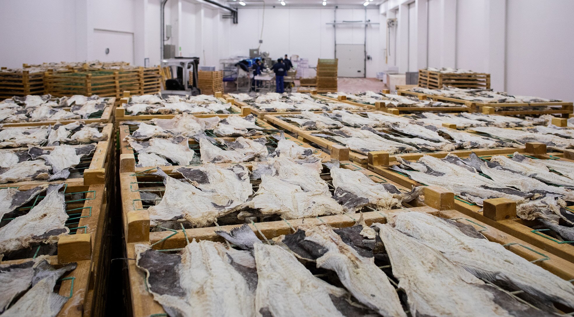 Produção de Bacalhau da Noruega