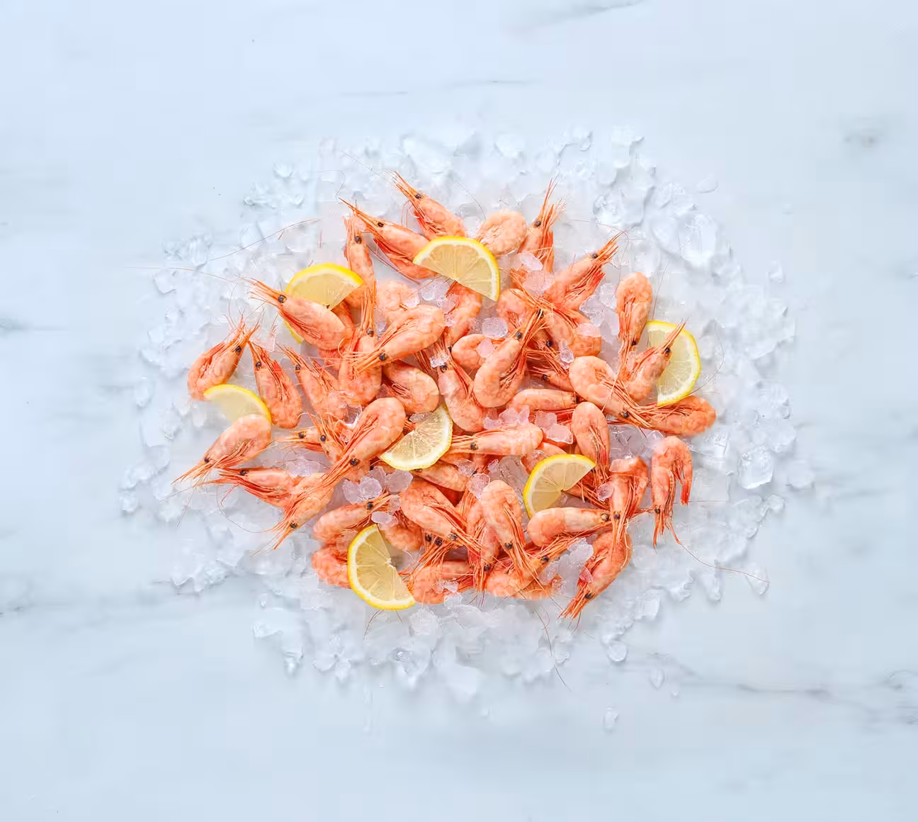Camarão de água fria