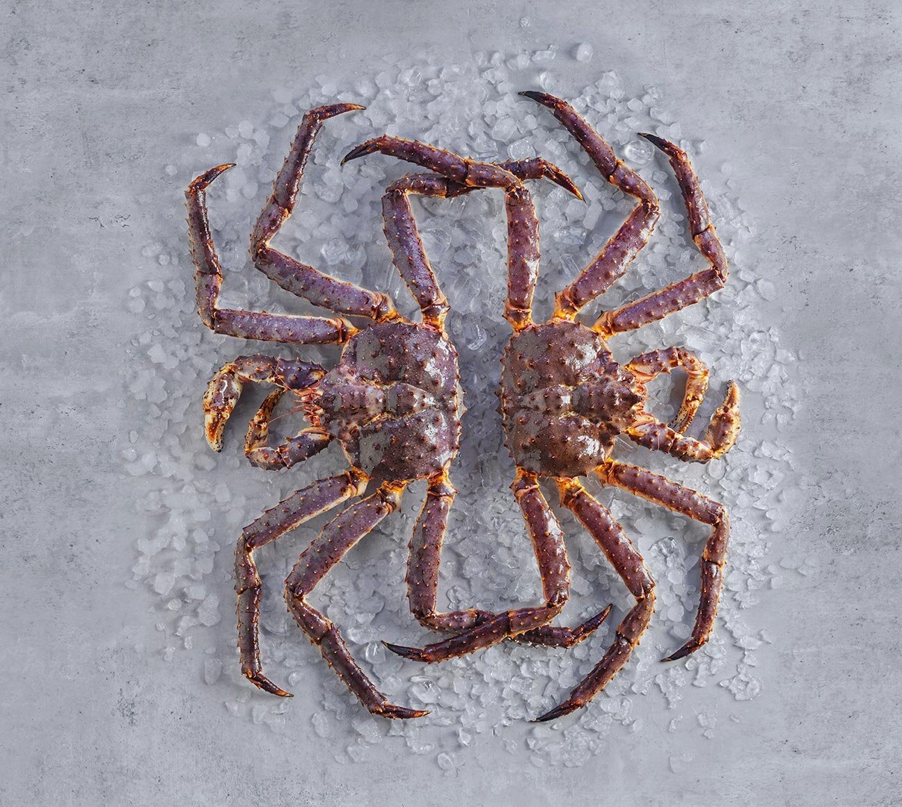 Caranguejo real vermelho