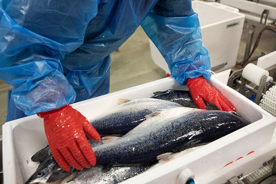 Embalagem do salmão