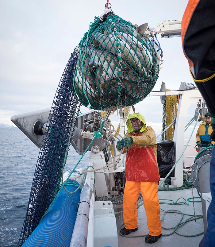 Fisherman hauling a net full of skrei